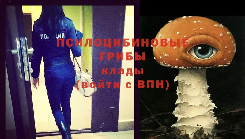 Псилоцибиновые грибы Psilocybe  Кызыл 